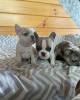 Photo №1. french bulldog - for sale in the city of Perth | negotiated | Announcement № 24814