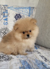 Photo №2 to announcement № 46382 for the sale of pomeranian - buy in Belarus private announcement
