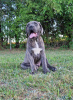 Photo №3. Cane Corso (FCI). Poland