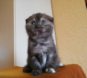 Photo №3. Scottish kittens with pedigrees and vaccinations. Belarus