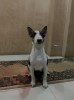 Photo №4. I will sell bull terrier in the city of Belgrade. private announcement - price - negotiated