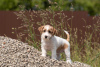 Additional photos: puppy Jack Russell Terrier