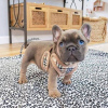Photo №1. french bulldog - for sale in the city of Stockholm | 400$ | Announcement № 84879