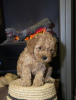 Photo №3. Cavapoo puppies. Germany