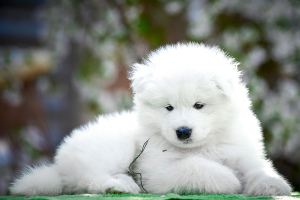 Photo №2 to announcement № 6314 for the sale of samoyed dog - buy in Ukraine from nursery, breeder