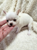 Photo №3. Chihuahua puppies. Serbia