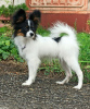 Photo №1. papillon dog - for sale in the city of Szczecin | 884$ | Announcement № 24923