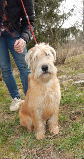 Photo №4. I will sell soft-coated wheaten terrier in the city of Smolensk. from nursery, breeder - price - 402$