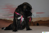 Photo №4. I will sell boxer in the city of Donetsk. private announcement - price - 473$