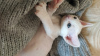 Photo №3. Devon Rex kitten. Belarus