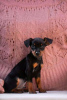 Photo №1. miniature pinscher - for sale in the city of Vitebsk | 300$ | Announcement № 7966