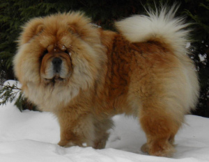 Photo №2 to announcement № 687 for the sale of chow chow - buy in Belarus private announcement
