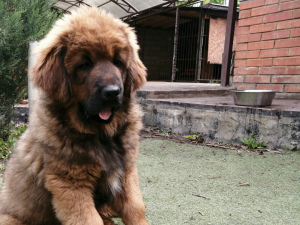 Photo №4. I will sell tibetan mastiff in the city of Samara.  - price - negotiated