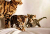 Photo №3. Bengal kittens for sale. Belarus