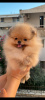 Photo №1. pomeranian - for sale in the city of Split | negotiated | Announcement № 62691
