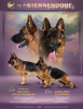 Photo №1. german shepherd - for sale in the city of Нови Сад | 1268$ | Announcement № 107358