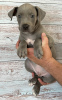 Photo №4. I will sell  in the city of Москва. breeder - price - 1302$