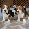 Photo №1. beagle - for sale in the city of Neuss | 450$ | Announcement № 127378