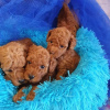 Photo №1. poodle (toy) - for sale in the city of Гамбург | 350$ | Announcement № 44530