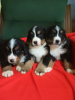 Photo №4. I will sell bernese mountain dog in the city of Bocar. breeder - price - negotiated