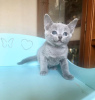 Photo №1. russian blue - for sale in the city of Mülheim-Kärlich | Is free | Announcement № 95109