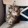 Photo №3. Adorable Maine Coon kittens for adoption. Germany