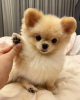 Photo №1. pomeranian - for sale in the city of Košice | Is free | Announcement № 92882