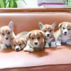 Photo №1. welsh corgi - for sale in the city of Gotland | 399$ | Announcement № 13390