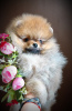 Photo №4. I will sell pomeranian in the city of Minsk. breeder - price - 350$
