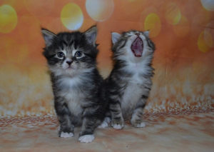 Additional photos: Kuril bobtail kittens, boys