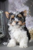 Photo №1. beaver yorkshire terrier - for sale in the city of Kropivnitsky | 707$ | Announcement № 8677