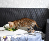 Photo №4. I will sell bengal cat in the city of Minsk. private announcement, from nursery, breeder - price - 377$