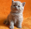 Photo №3. Продается Британский короткошерстный котенок. United States