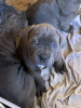 Photo №2 to announcement № 40732 for the sale of cane corso - buy in Romania 