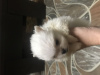 Photo №3. Spitz puppies for sale. Russian Federation
