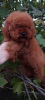 Additional photos: Toy near (female) miniature poodle