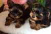 Photo №1. yorkshire terrier - for sale in the city of Miami | Is free | Announcement № 11723