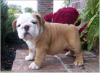 Photo №2 to announcement № 68694 for the sale of non-pedigree dogs - buy in United States from nursery