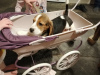 Photo №2 to announcement № 100510 for the sale of beagle - buy in Germany private announcement