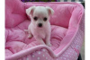 Photo №2 to announcement № 20963 for the sale of chihuahua - buy in Saudi Arabia breeder