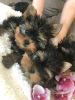 Photo №2 to announcement № 107192 for the sale of yorkshire terrier - buy in Germany private announcement, breeder