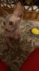 Additional photos: Canadian Sphynx kittens