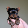 Photo №1. yorkshire terrier - for sale in the city of Los Angeles | 450$ | Announcement № 43828