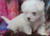 Photo №1. maltese dog - for sale in the city of Graz | 371$ | Announcement № 107551