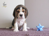 Photo №4. I will sell beagle in the city of Приморск. from nursery - price - 828$