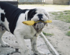 Photo №2 to announcement № 25371 for the sale of english bulldog - buy in Belarus 