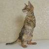 Photo №1. savannah cat - for sale in the city of Rüdersdorf | 158$ | Announcement № 97314