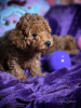 Additional photos: Toy poodle puppies