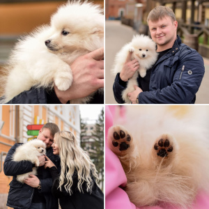 Photo №2 to announcement № 3872 for the sale of pomeranian - buy in Russian Federation from nursery