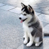 Photo №1. siberian husky - for sale in the city of Велико-Тырново | negotiated | Announcement № 79828